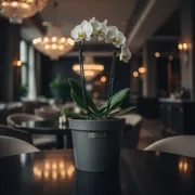 Аренда Кашпо Prosperplast Coubi Orchid 1,5 л графит в ресторане «D.O.M» — ART SPACE