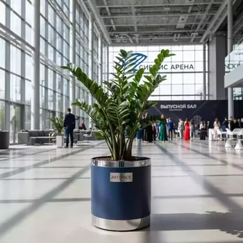 Аренда Замиокулькас 75 см в Сириус Арене — ART SPACE