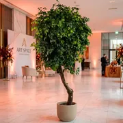 Аренда Искусственный фикус Сочи — ART SPACE