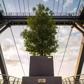 Аренда Дерево фикуса Бенджамина живое в Skypark Sochi — ART SPACE