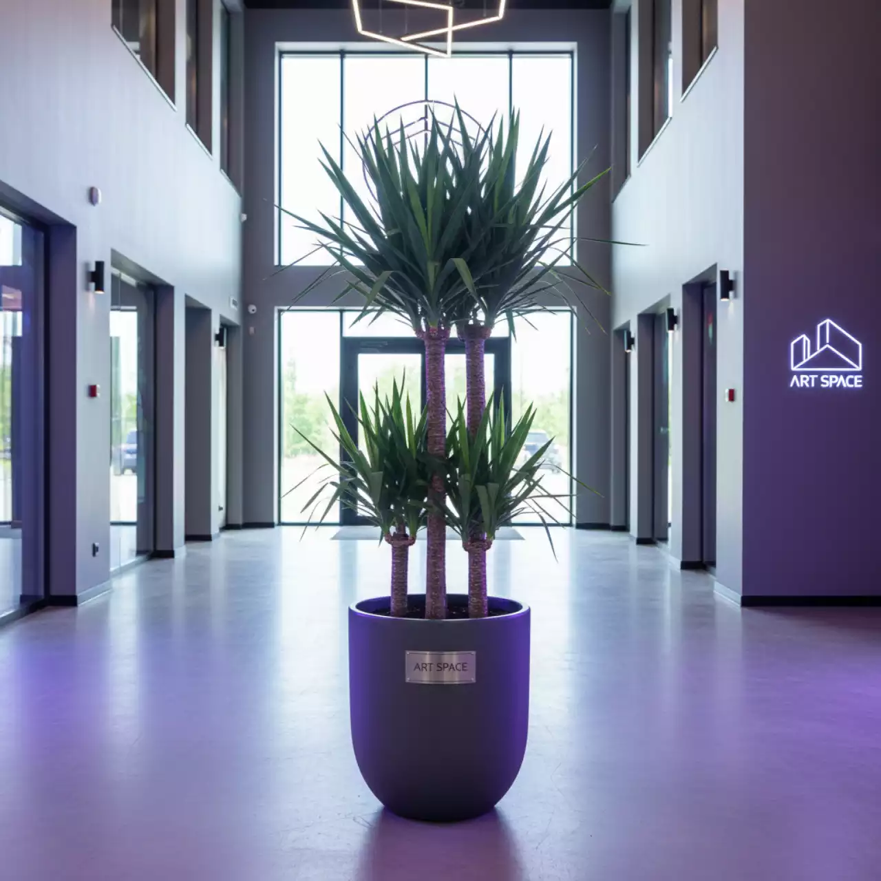 Аренда Драцены Маргината в Sport Inn Hotel & Wellness — ART SPACE