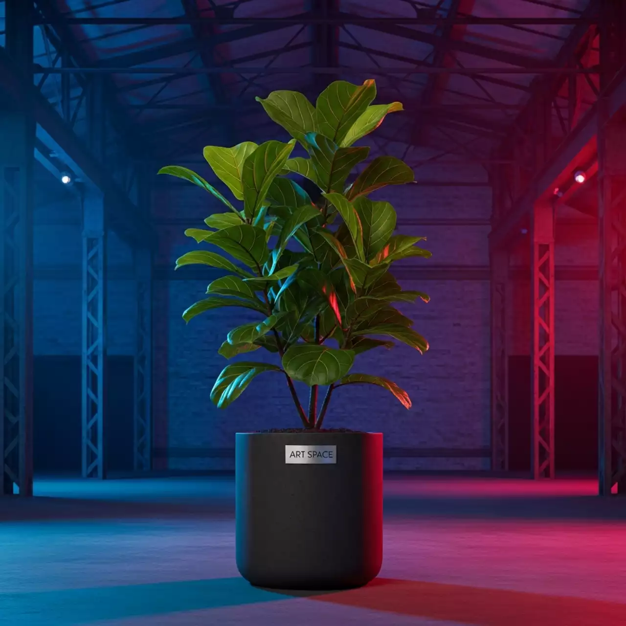 Аренда Фикус в кашпо в VK Stadium Sirius — ART SPACE