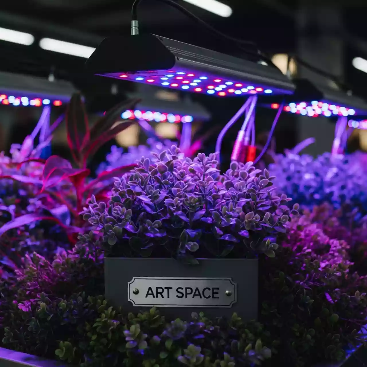 Аренда Фитолампы фиолетовые и красно синие в комплексе «Дагомыс» — ART SPACE