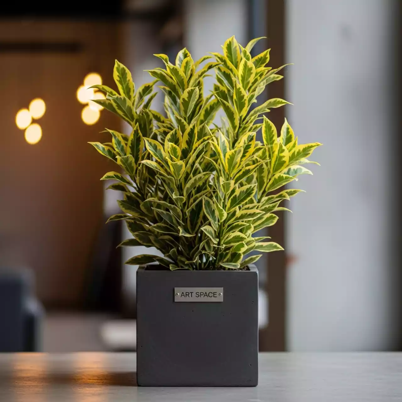 Аренда Кротона Goldfinger в Green Flow Hotel — ART SPACE