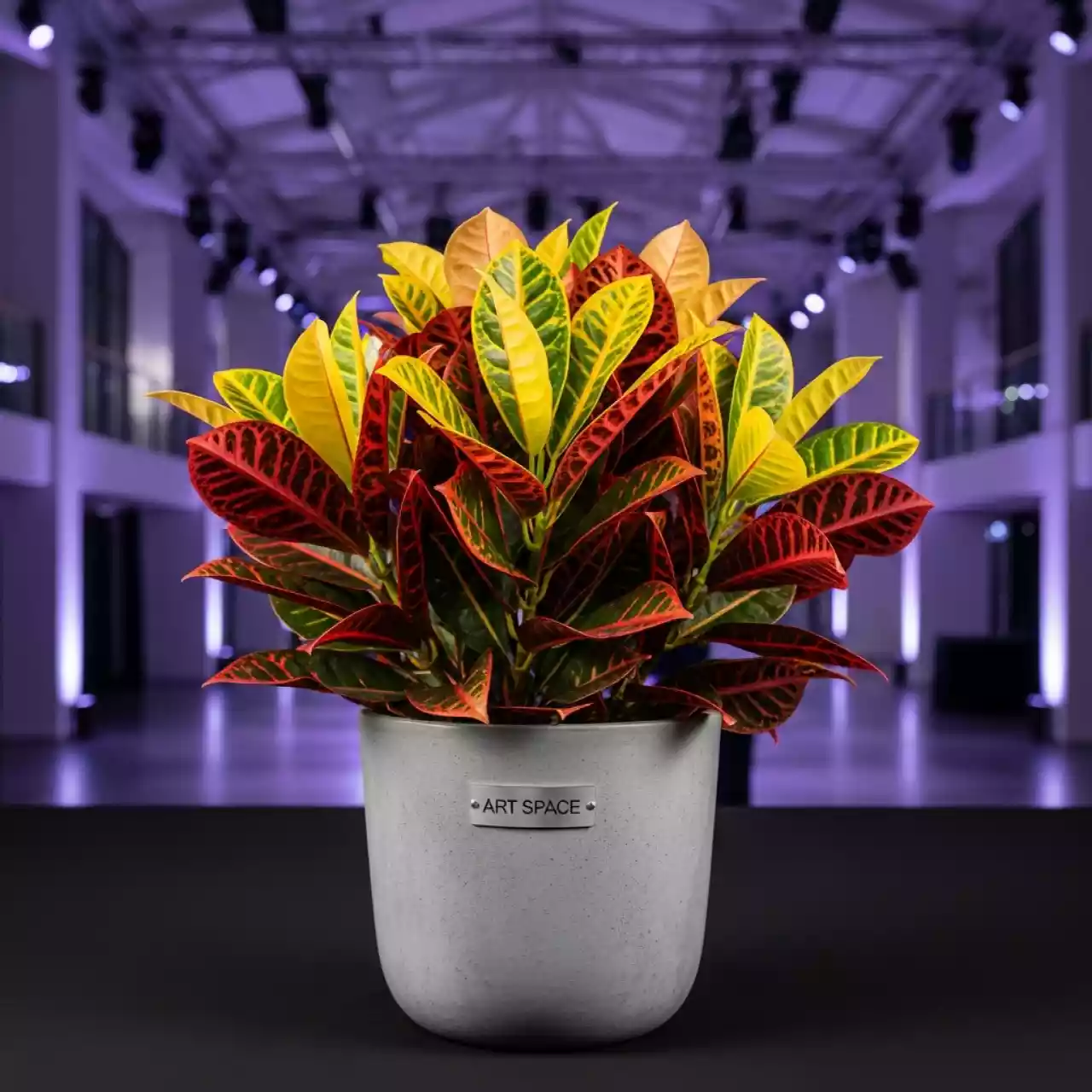 Аренда Кротона в Omega Sirius — ART SPACE