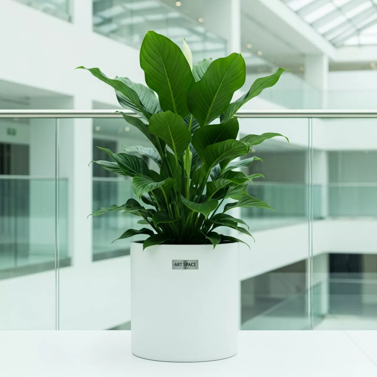 Аренда Спатифиллум сенсация 120 см в Ледовом дворце «Айсберг» — ART SPACE